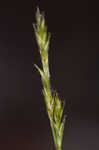 Bome-like sedge